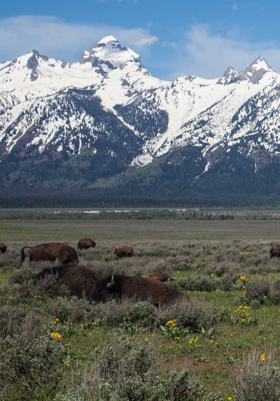 bison with snow capped mountain background